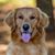 Tracy Wall's profile image