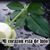 Carlos R Flores Rangel's profile image