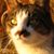 Laura Zarrella Voorhis's profile image