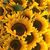 Donna Reitz Croom's profile image