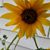 Coni Kowalewski's profile image