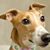 Colleen Greyhound McGraw's profile image
