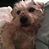 Tica Perrita's profile image