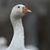 Josh Adams's profile image