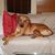 Todd Gerrish's profile image