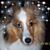 Joe-Julie Veigl's profile image