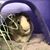 Sharlene Aitken's profile image