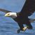 Francisco Rancano's profile image