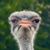 Donnell Boyd's profile image