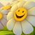 Dani Barmen's profile image