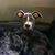 Janis Lamberty's profile image