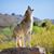 Lori Townsend Eyrich's profile image