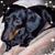 Viviane Castro's profile image
