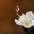 金稀昙's profile image