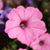 Suzanne Erdmann's profile image