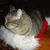 Al Roberti's profile image