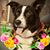 Sharon Jones's profile image