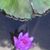 Margaret Ferdin Mullinax's profile image