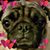 Sydney Bell's profile image