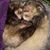 Carrie Clifton's profile image