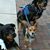 MeadowandMoose Fernandez's profile image