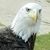 Terry Willey's profile image