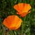 Janet Adams Bonzo's profile image