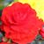 Sharon Kniss-Cowan's profile image