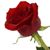 Sara Delshad Jahan's profile image
