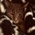 Susan Henson's profile image