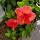 Connie heath H.'s profile image