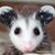 Kimberly Basham's profile image