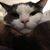 Christopher Viveiros's profile image