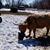 Brianna Rustad's profile image