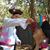 Janis Francis Call's profile image