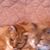 Brenda Dobson's profile image