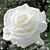 Brenda Rose Butler's profile image