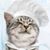 Albert Arvizu's profile image