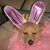 Carol Ann Hash's profile image