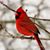 Susan Brown's profile image