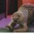 Carrie Miller's profile image