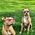 Bethann Ferrier's profile image