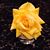 Jennyffer Martinsen McNeal's profile image