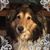 Ann Drazenovich's profile image