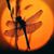 Shari Strus- Diven's profile image