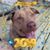 Debbie Wise DeLille's profile image