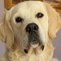 Melanie Segal's profile image