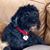 Joseph F. Mazzella's profile image