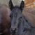 Denise Friesian Code's profile image