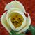 Tina Marie Tinley's profile image